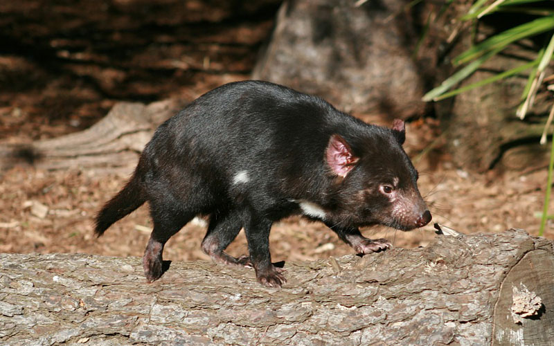 tasmanian-devil